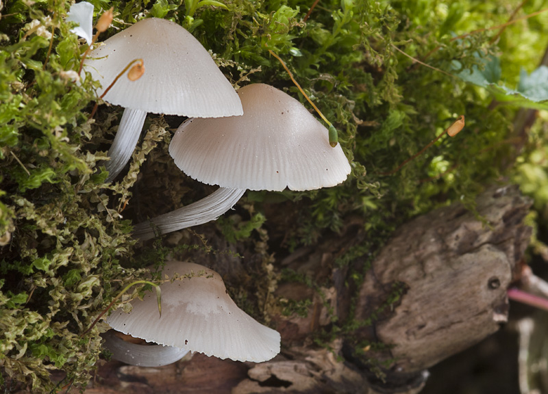 Mycena niveipes